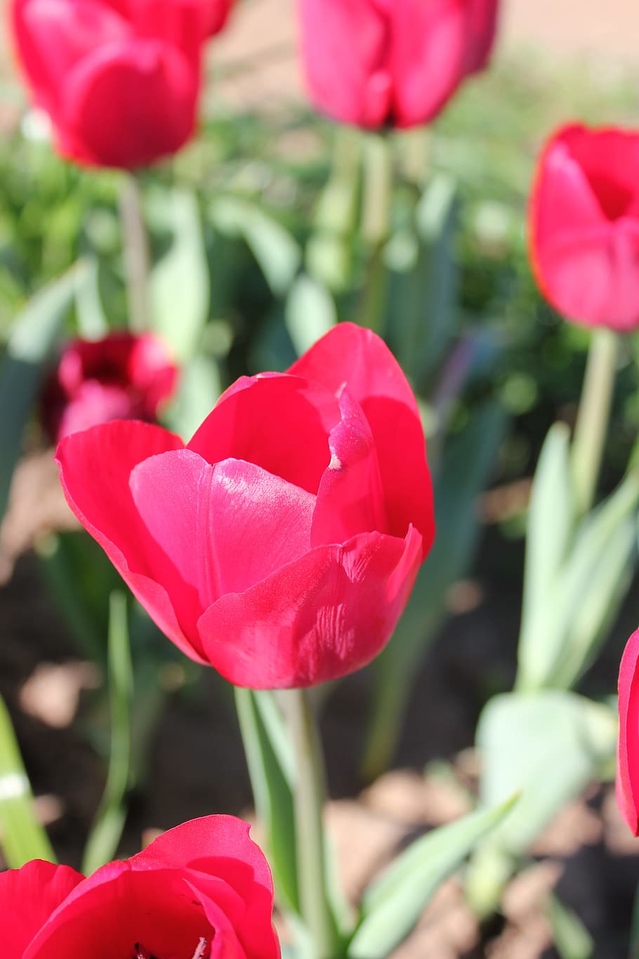tulip, pink, red, spring, flower, floral, green, nature, blossom HD wallpaper