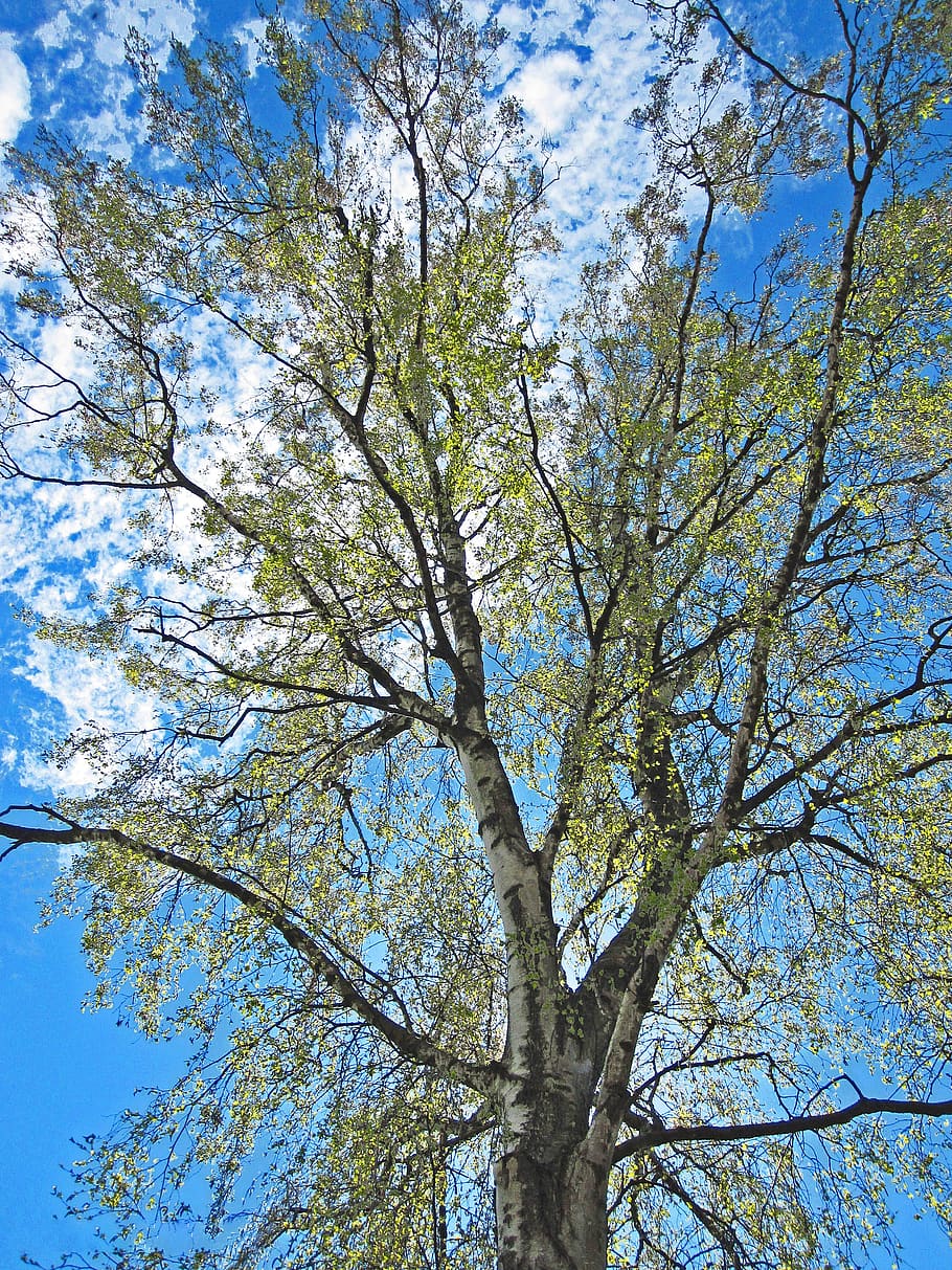 spring awakening, leaf sprouting, birch, sunny, backlighting HD wallpaper