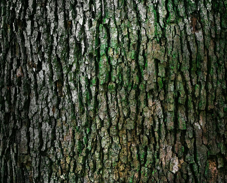 closeup photo of log, close up photography of tree trunk, bark, HD wallpaper
