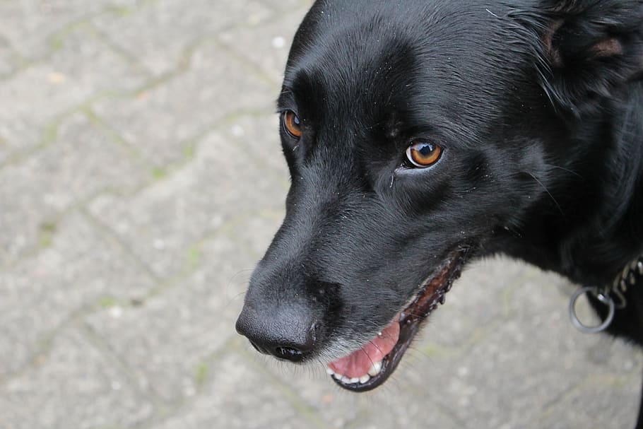 dog, black, eye, brown, pet, black dog, labrador, one animal HD wallpaper