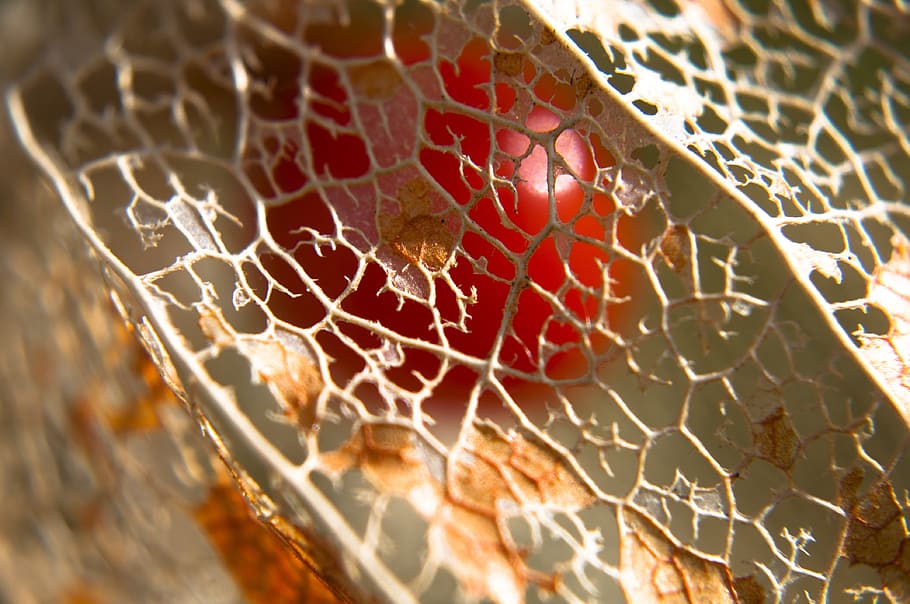 structure, nature, leaf, structures, plant, macro, of course HD wallpaper