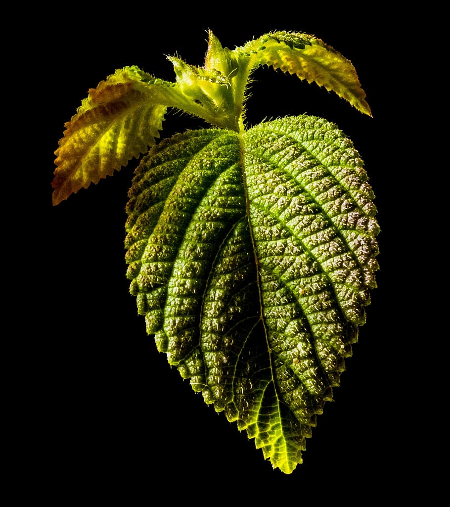 leaf, green leaf, leaves, black background, studio shot, green color HD wallpaper