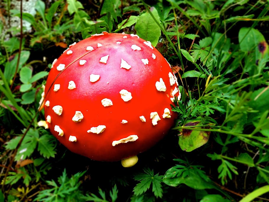 mushroom, toad stool, forest, fungi, fungus, plant, natural HD wallpaper