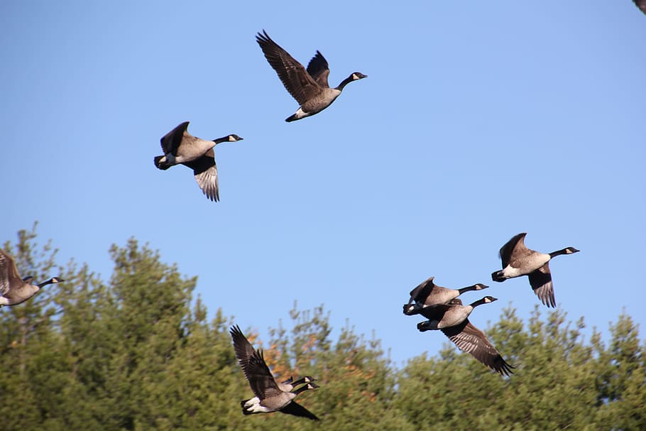 Canadian Geese, Flight, Canadian, Geese, nature, wildlife, bird, HD wallpaper