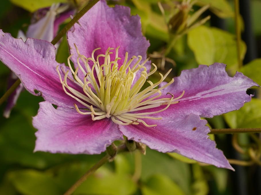 flower, blossom, bloom, pollen, clematis, summer, flowering plant HD wallpaper