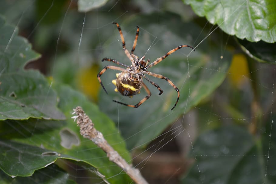 spider, animals, nature, web, spider web, arachnid, animal themes HD wallpaper