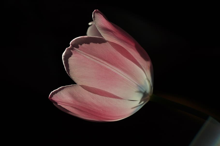 pink tulip flower, spring, garden, plants, flowers, nature HD wallpaper