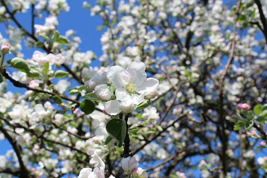 tree, branch, flower, apple, flowering plant, fragility, vulnerability HD wallpaper