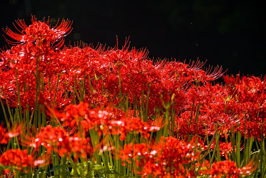 amaryllis, red, spider lily, autumn flowers, nature, plant