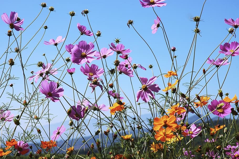 flowers, blütenmeer, flowering plant, growth, beauty in nature HD wallpaper