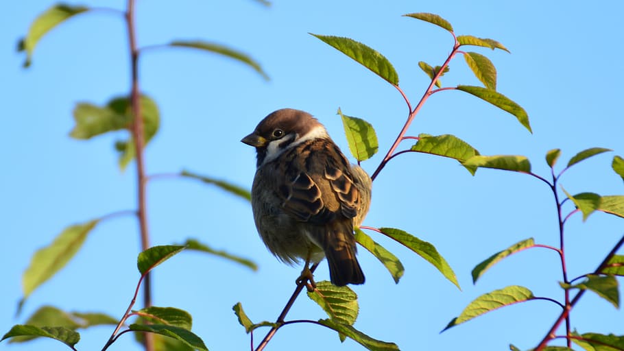 green, blue, the sparrow, animal themes, animal wildlife, animals in the wild HD wallpaper