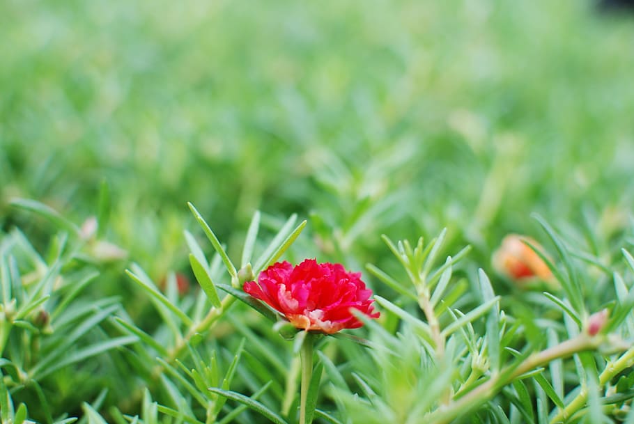 flower, wildflowers, grass, plant, green color, flowering plant HD wallpaper
