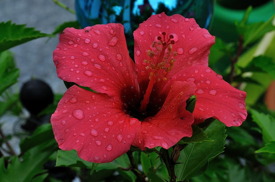 rain, hibiscus flower, beaded, fragility, plant, vulnerability HD wallpaper
