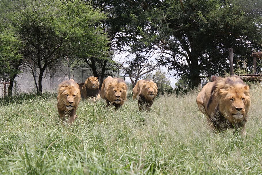 Lion, Charge, Wild Animals, lion charge, aggression, africa, HD wallpaper