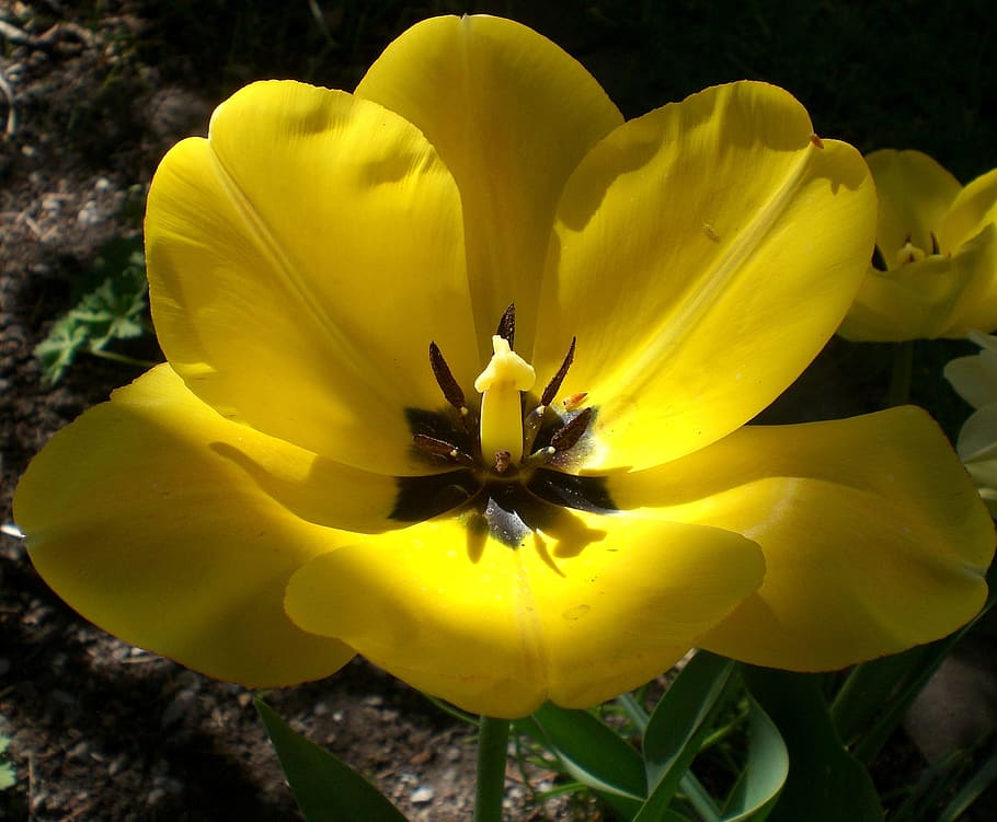 tulip, yellow, spring, flower, flowers, blossomed, pistil, flowering plant HD wallpaper