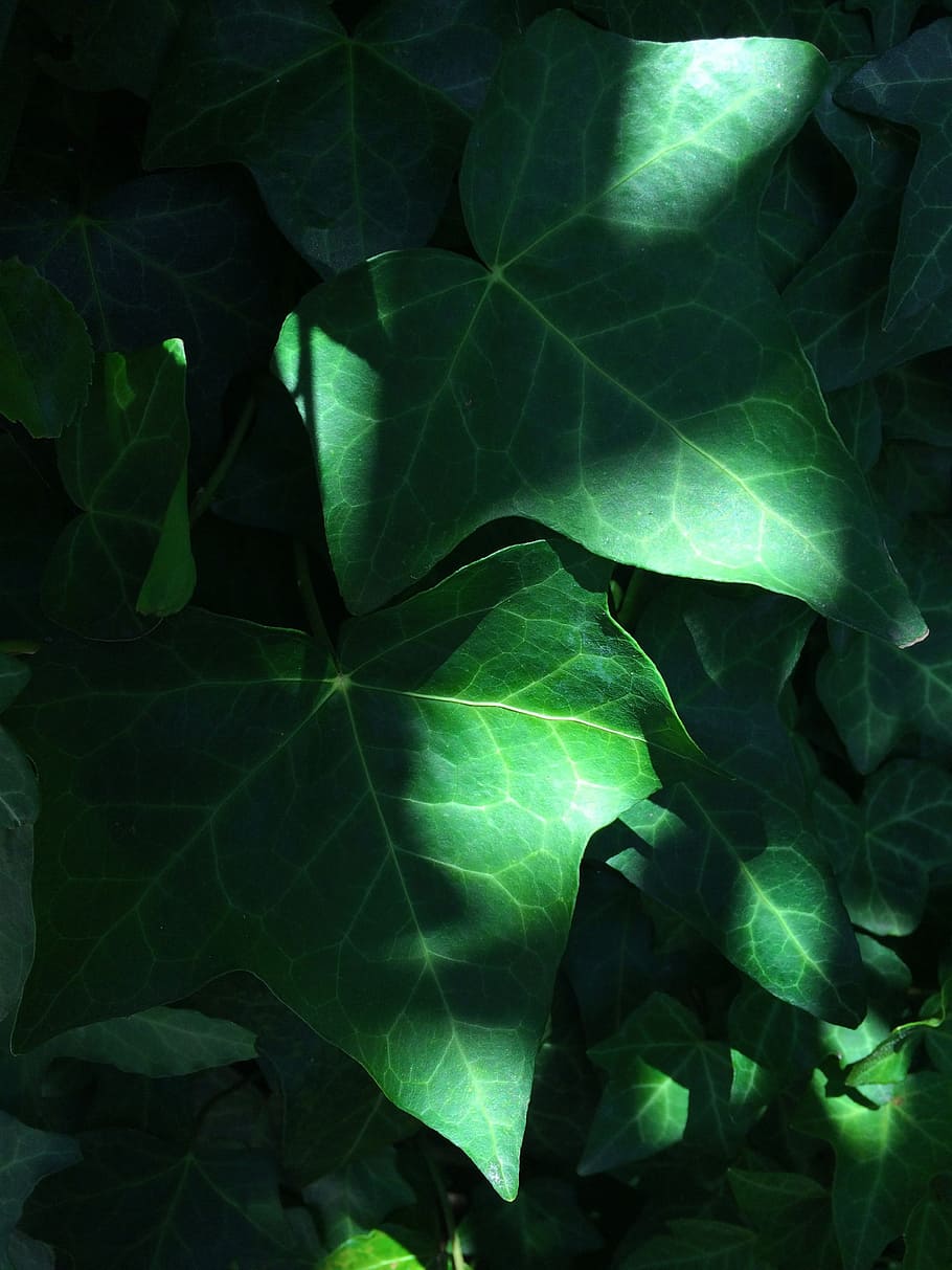 Light, Shadow, Wind, Ivy, Grass, the vine, sun, the warmth HD wallpaper