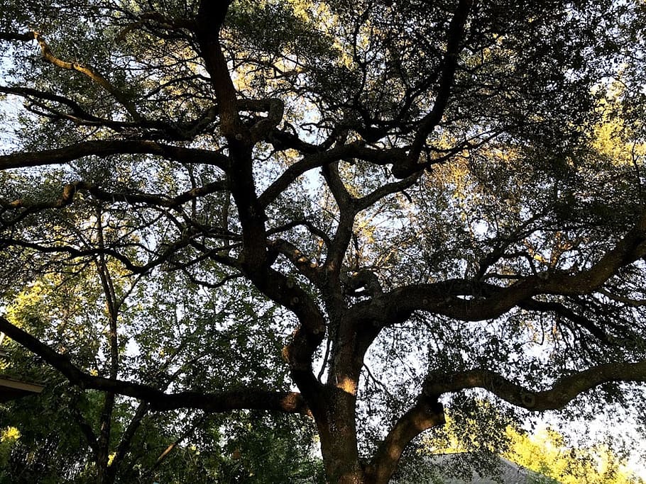 tree, branches, leaves, nature, green, arbor, forest, season HD wallpaper