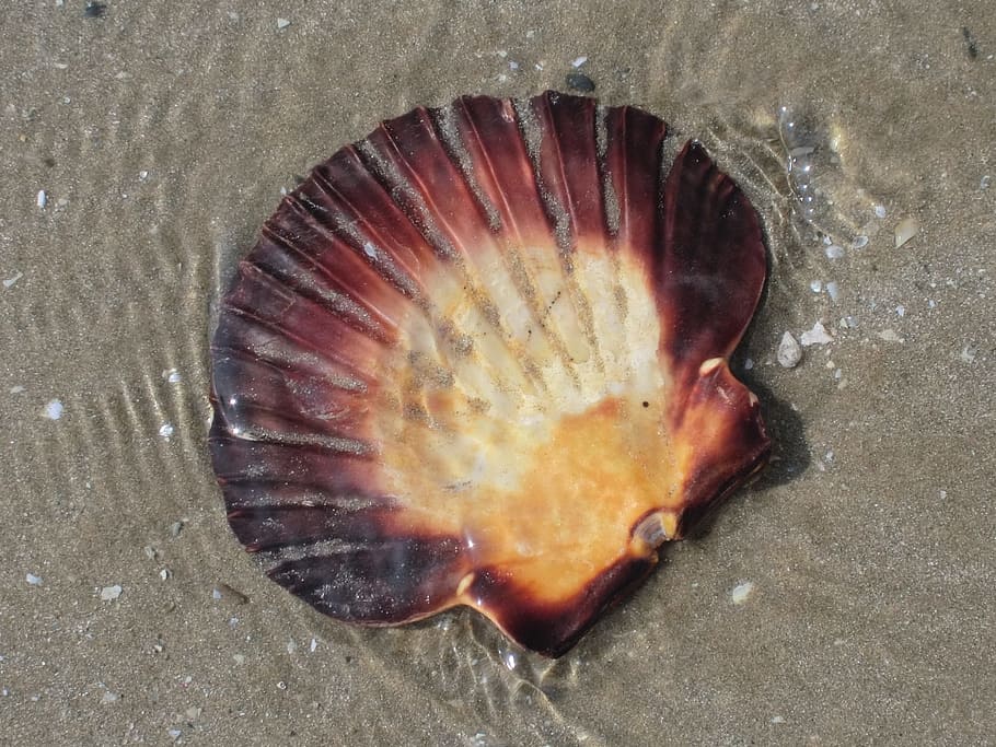 Shell, Beach, Sea, Wave, Brittany, sea life, one animal, no people HD wallpaper