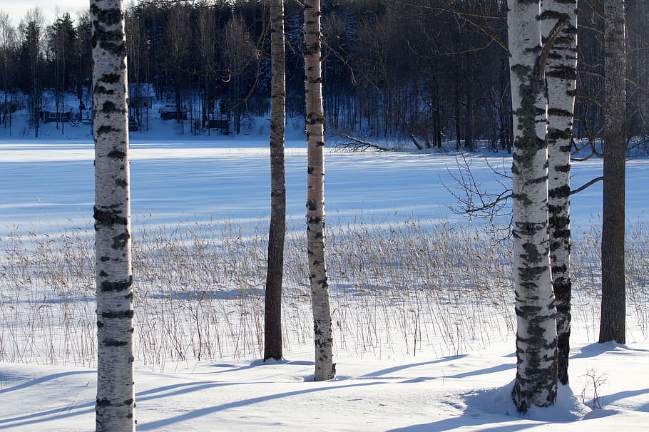 Birch, Winter, Snow, Forest, White, season, frost, natural HD wallpaper