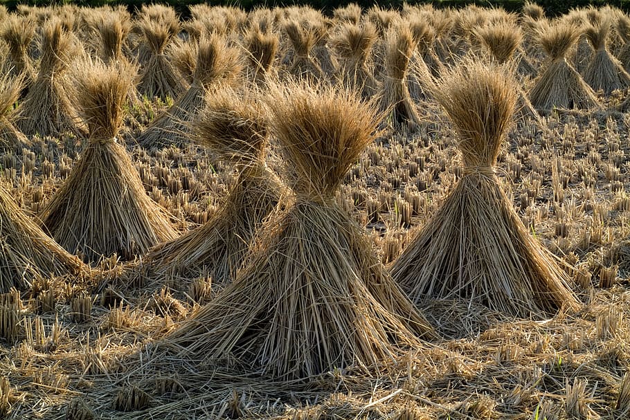 dried grass lot, straw, rice, grain, field, farm, rural, sheaths HD wallpaper