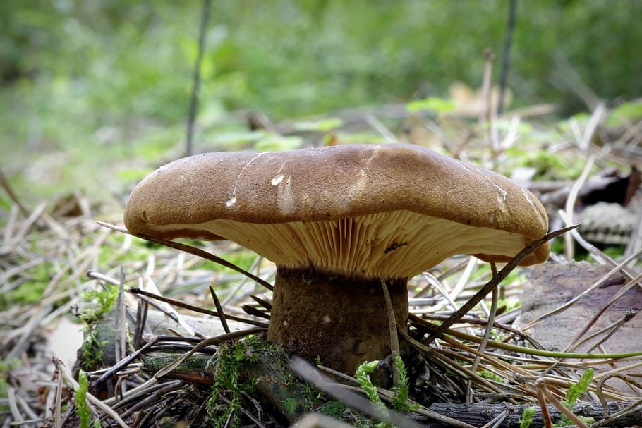 mushroom, plaques, brown, macro, hat, undergrowth, forest, foliage HD wallpaper