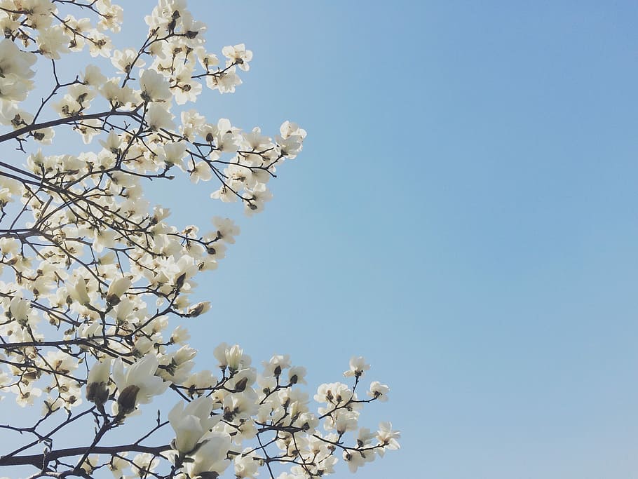 Flowers, Magnolia, Spring, nature, beauty in nature, springtime HD wallpaper