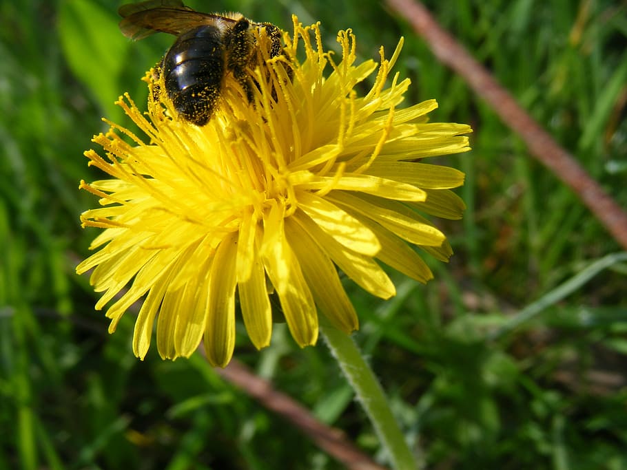 bee, dandelion, spring, insect, nature, pollen, summer, close-up HD wallpaper