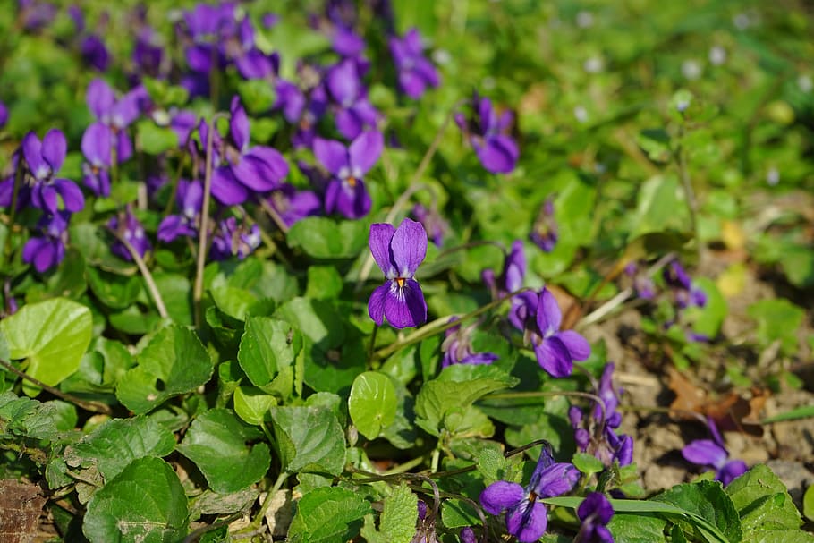 Wald, Violet, Blossom, Bloom, wald violet, flower, spring, harbinger of spring HD wallpaper