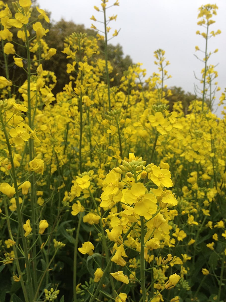rape, the scenery, garden, oilseed Rape, nature, yellow, flower HD wallpaper