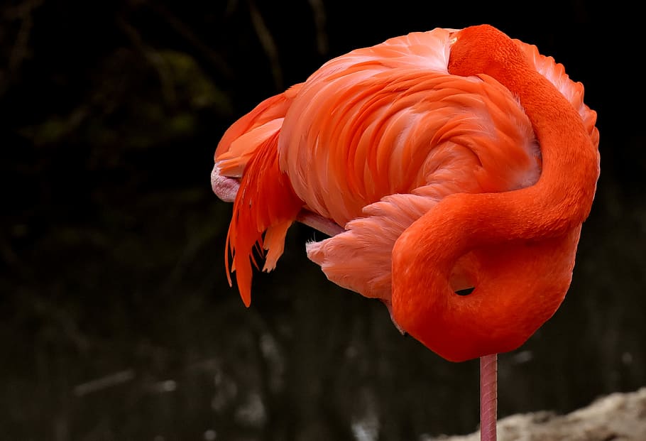 shallow focus photography of flamingo, bird, colorful, feather HD wallpaper