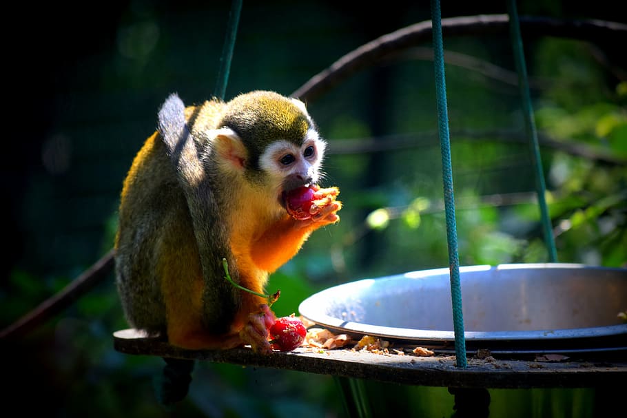 monkey, zoo, food, animal, mammal, wildlife, primate, nature HD wallpaper