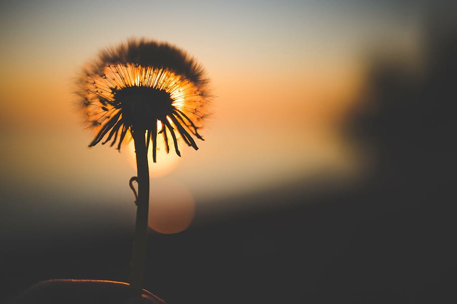 selective focus photography of white dandelion flower during golden hour HD wallpaper