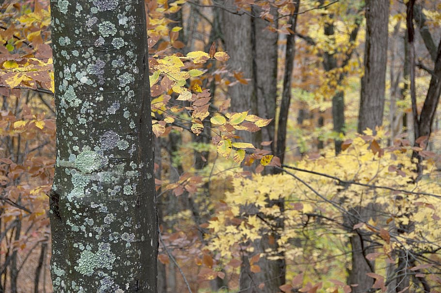 fall, forest, seasonal, tree, tree trunk, plant, land, autumn HD wallpaper