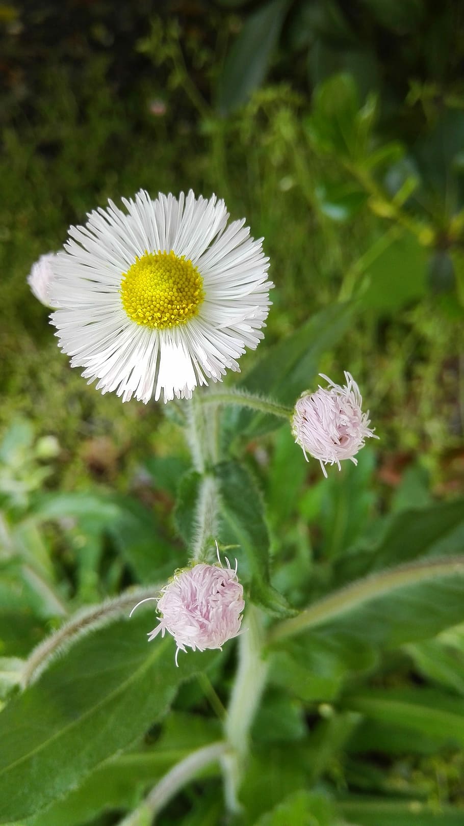 Hello There, Flower, Beautiful, Daisy, wild, nature, fragility HD wallpaper