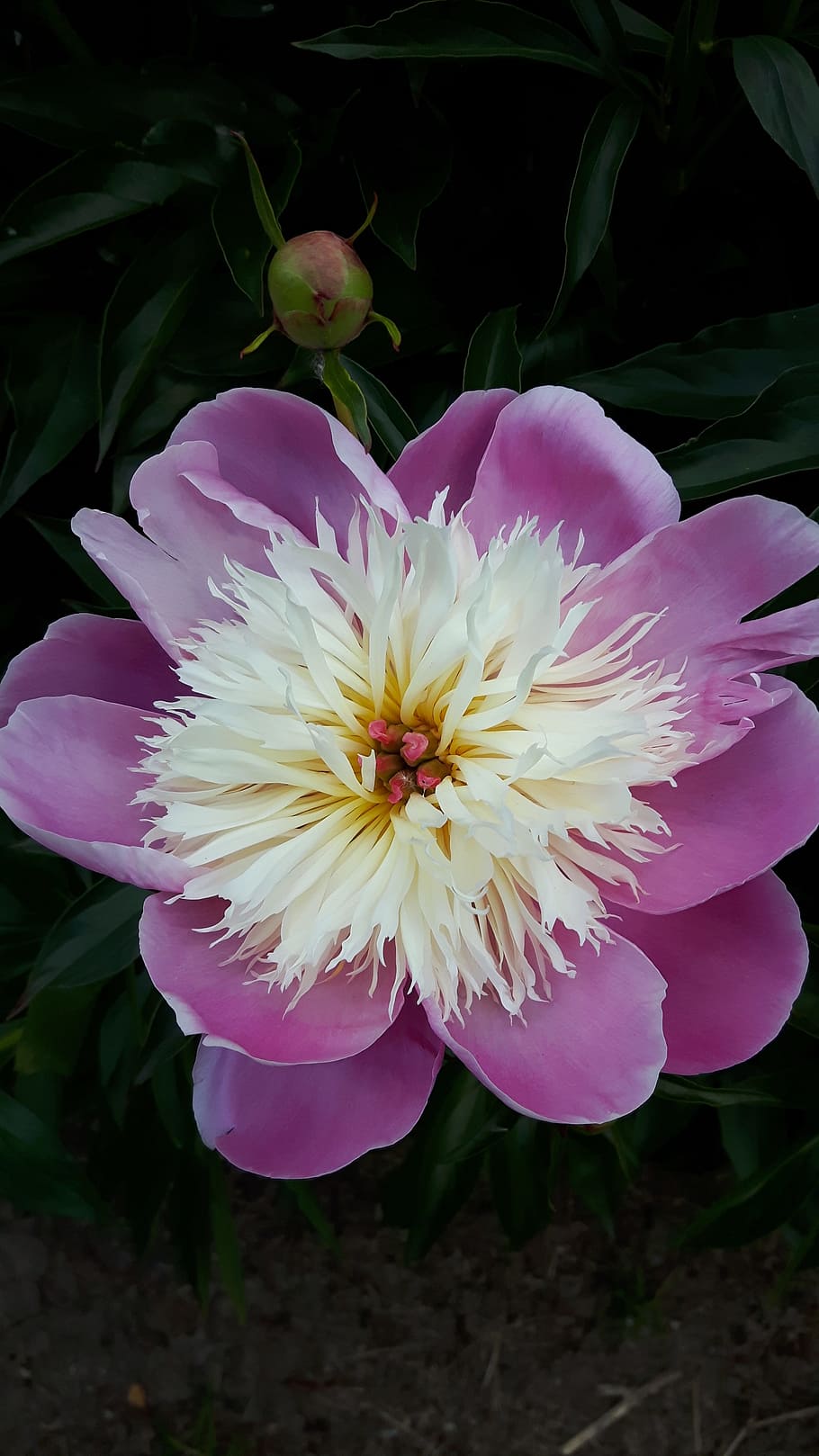 peony, purple, flower, spring, floral, blossom, nature, plant HD wallpaper