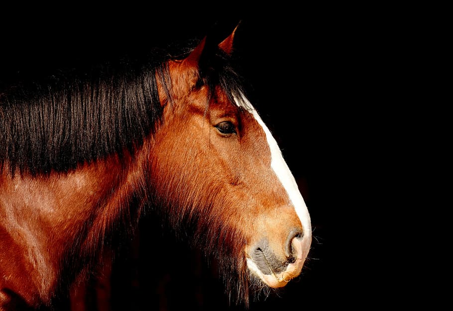 brown and black horse painting, shire horse, portrait, beautiful, HD wallpaper