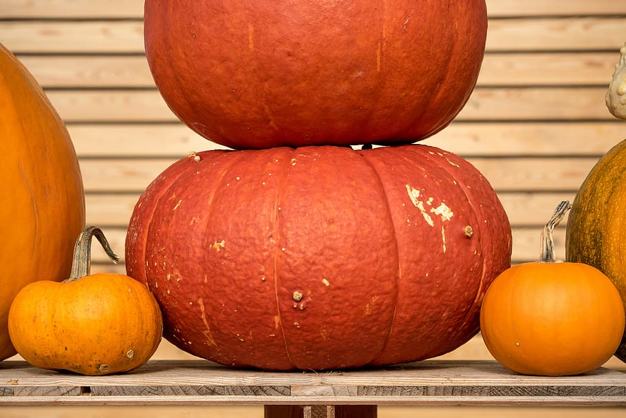 pumpkins, autumn, orange, yellow, gourd, decoration, vegetables HD wallpaper