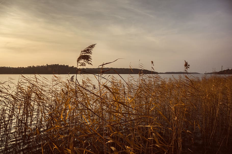 nature, grass, stems, stalks, sway, wind, water, river, islands HD wallpaper