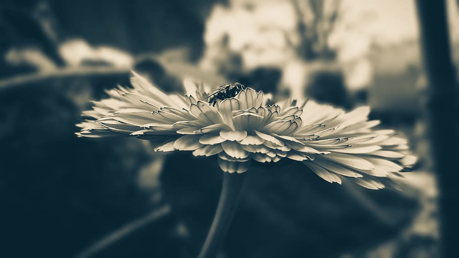 fly, macro, close up, flower, flowering plant, freshness, fragility HD wallpaper