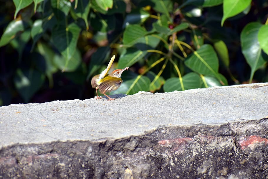 sparrow, small bird, prey, cute, avian, animal themes, animals in the wild HD wallpaper