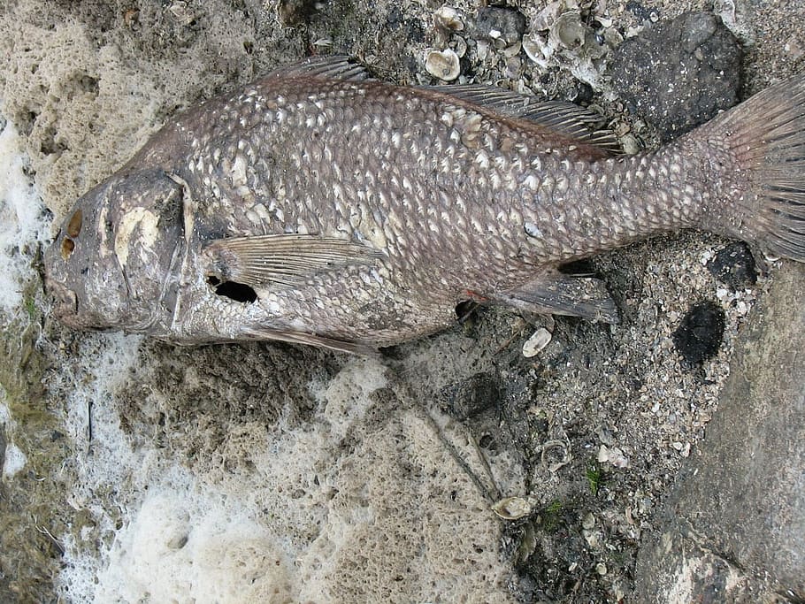 texture, background, dead, fish, beach, grunge, shore, animal HD wallpaper