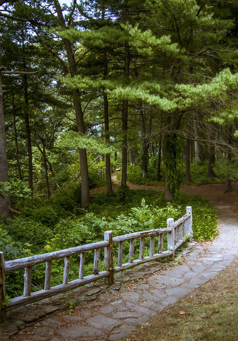 Path, Fence, Woods, Forest, Trail, Hike, hiking, landscape HD wallpaper
