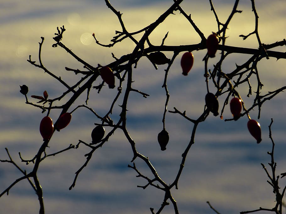 Rose Hip, Winter, Branch, Back Light, mood, gegenlichtaufnahme HD wallpaper
