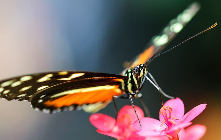 butterfly, insect, wing, probe, close, nectar, blossom, bloom HD wallpaper