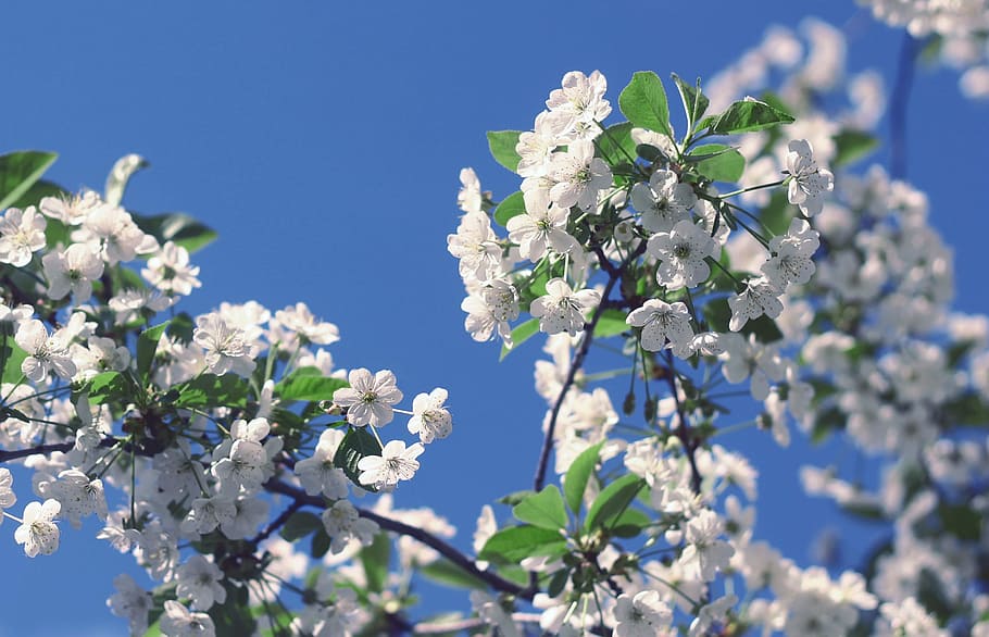 spring, bloom, flowering tree, cherry, nature, flowering branch HD wallpaper