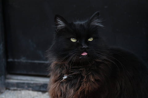 Cat, Black, pets, domestic Cat, animal, cute, mammal, looking HD wallpaper