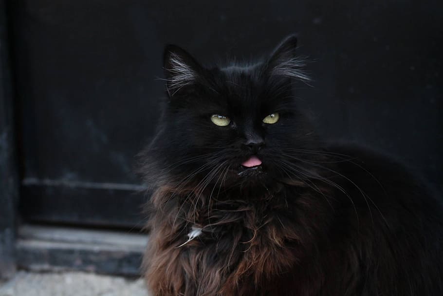 Cat, Black, pets, domestic Cat, animal, cute, mammal, looking HD wallpaper