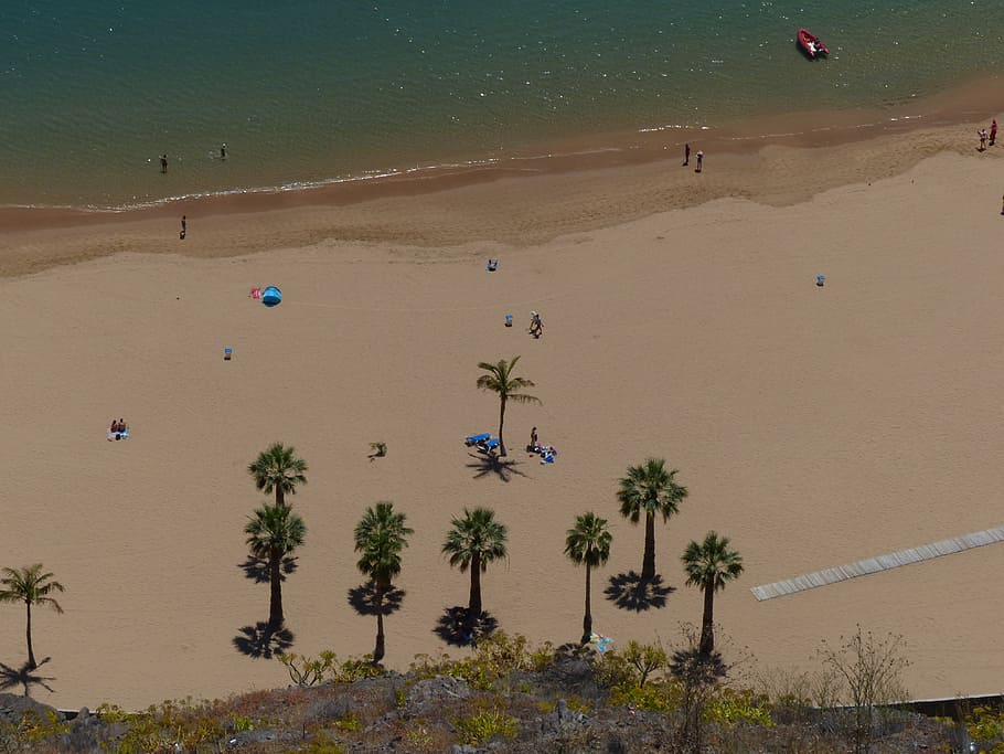 sand beach, palm trees, playa las teresitas, tenerife, land HD wallpaper
