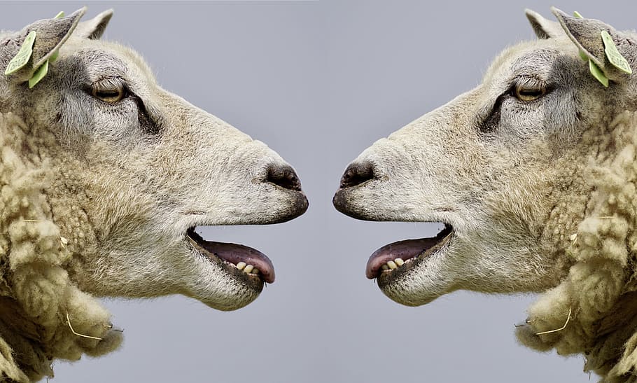 closeup photo of two white sheep, bleat, communication, communicate HD wallpaper