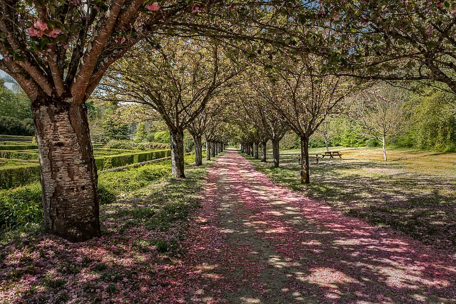 stand of trees during daytime, landscape, nature, flower, plant HD wallpaper